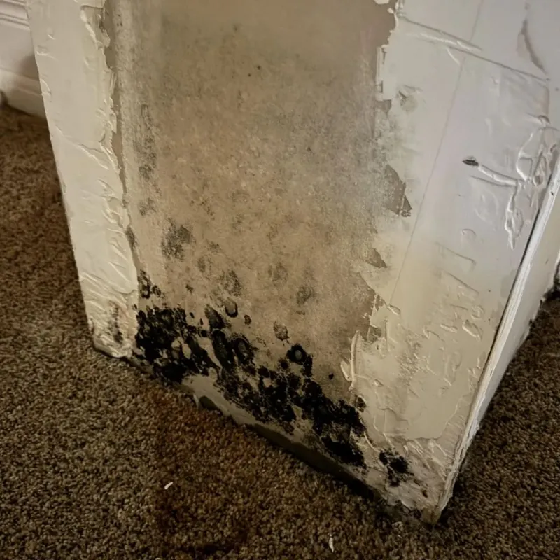 Professional Mold Removal in Horace, ND
